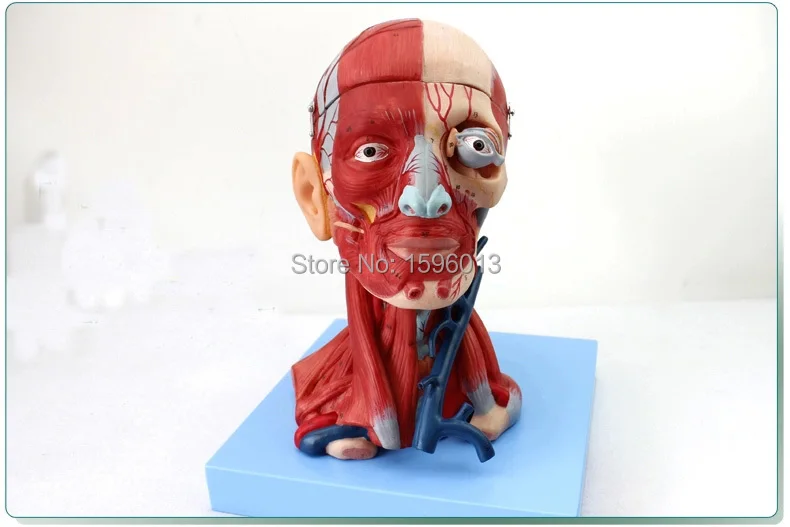 Анатомическая головка с мышцами нервы артерия мозга и глаз медицинская