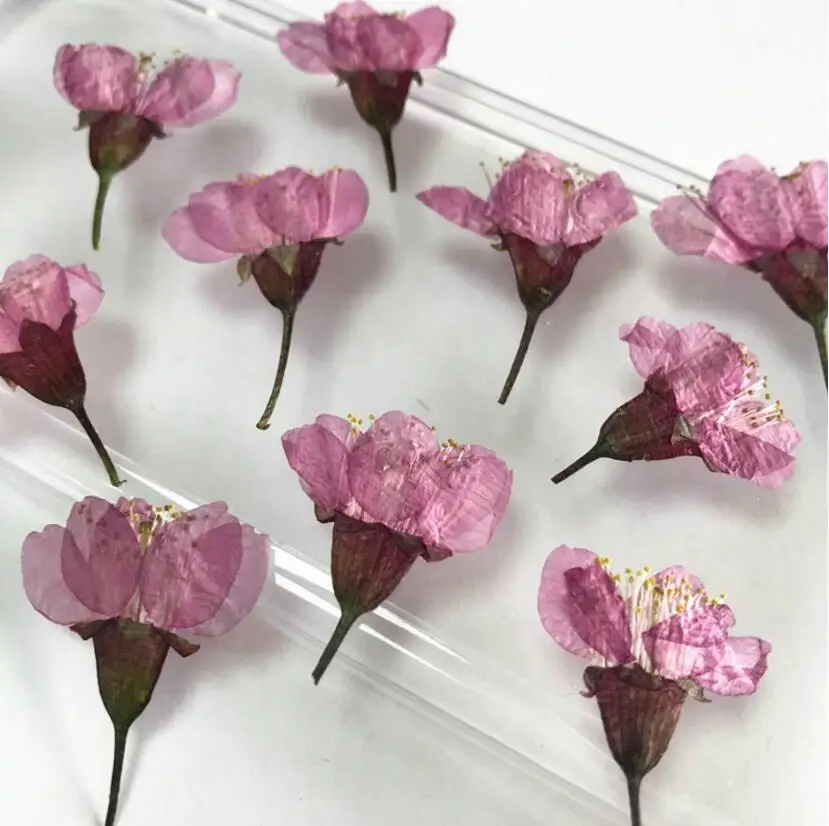 

120pcs 3-5cm Pressed Dried Sakura Flowers Plants Herbarium For Epoxy Resin Jewelry Making Postcard Photo Frame Craft DIY