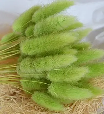 green H671 20 шт натуральный кроличий хвост трава сушеные цветы красочные декоративные искусственные цветы - Цвет: green