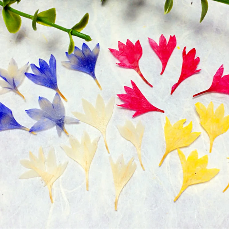 10 шт. натуральный сушеный васильковый образец красивые сухое цветы пресс форма