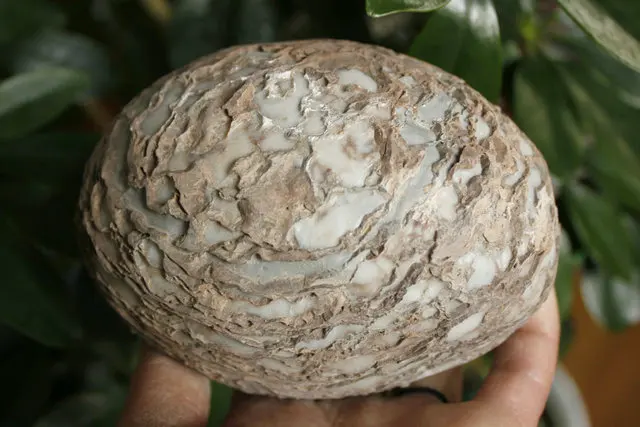 5 07 &quotРедкие натуральные Бонсай Suiseki Bark яйца покрыты уникальной текстурой
