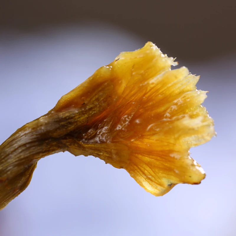 Юньнань хуошань 100 г Сушеный дендробий Нобиле линдл Officinalis|Массажная палка| |