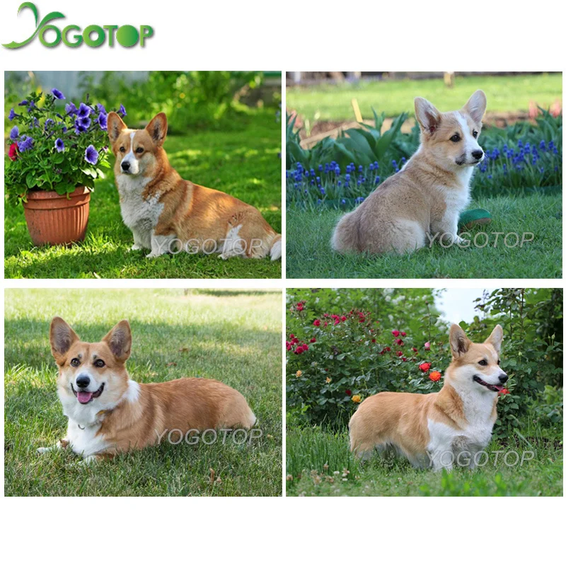 YOGOTOP 5D Diy Алмазная вышивка крестиком Пемброк вельш корги собака полная мозаичная картина полная Алмазная вышивка QA284