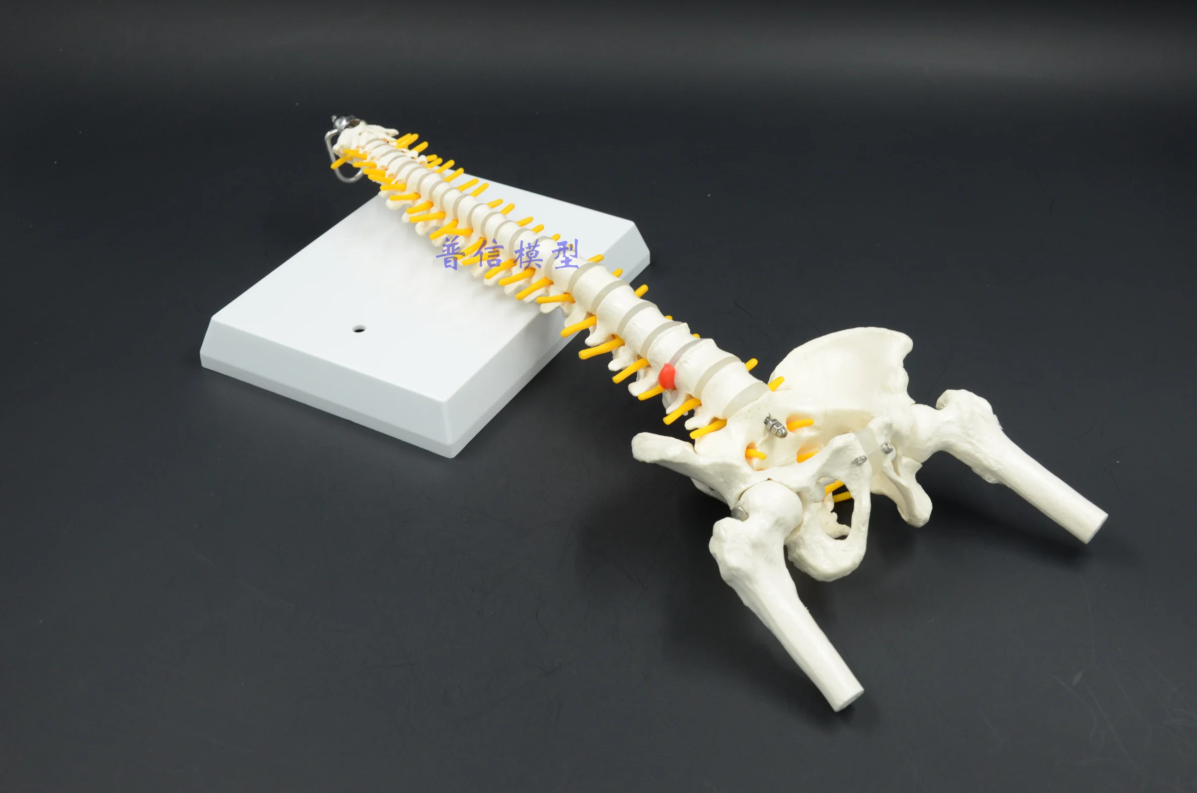 Модель скелета позвоночника 45 см модель осанки сидя для медицинской