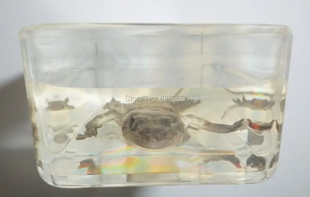 Обычный дом Gecko Hemidactylus frenatus образец в акриловой травме медицинские инструменты
