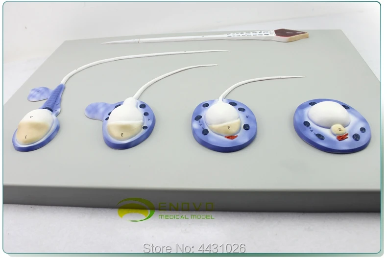 

ENOVO Sperm formation process model sperm model male reproductive system reproductive male model