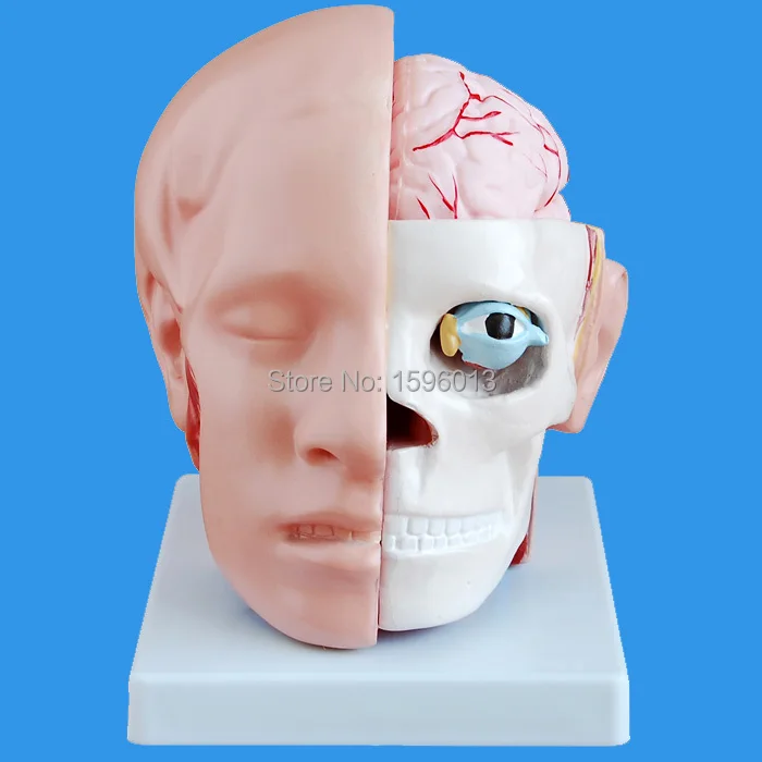 HOT  Human Head with Brain and Artery Model Medical Teaching Students Anatomy Toy Education