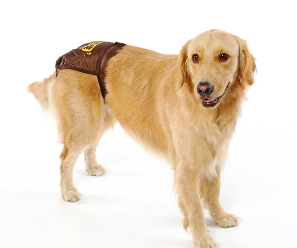 1 шт. модные менструальные брюки для больших собак Размеры S M L|dog physiological pants|dog