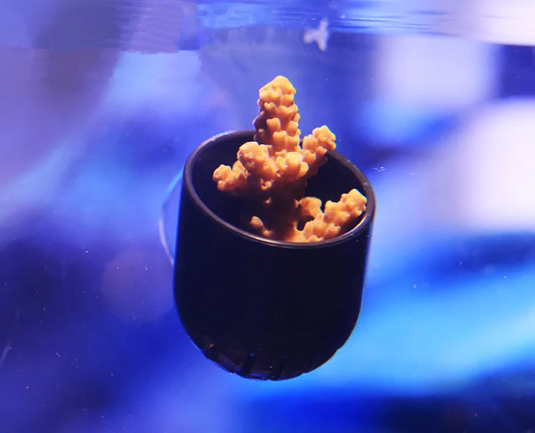 SPS phyto plus кораллы фрагмент Подставка Кронштейн Мини nano сильный магнит фиксировать