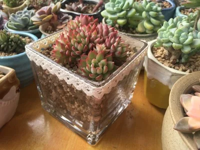 Швейная ткань 5 ярдов сделай сам кремовая отделка цвета слоновой кости хлопковая