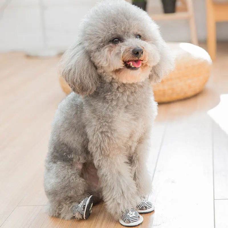 Номера для скольжения вентиляция сандалии Домашние животные Тедди в весна и лето