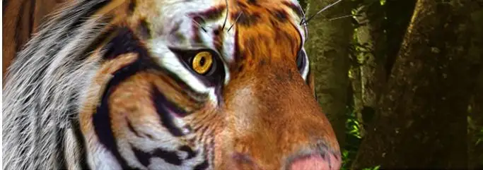3d фото фрески настроить потолочные обои тигр лев лесные нетканого для потолка |