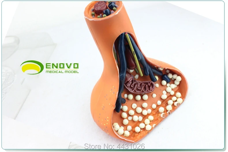 ENOVO Neurosynapse model chemical synapse используется для анатомии человеческой нервной
