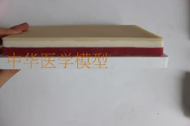 Многофункциональный внутримышечный тренировочный модуль для кожи и вены