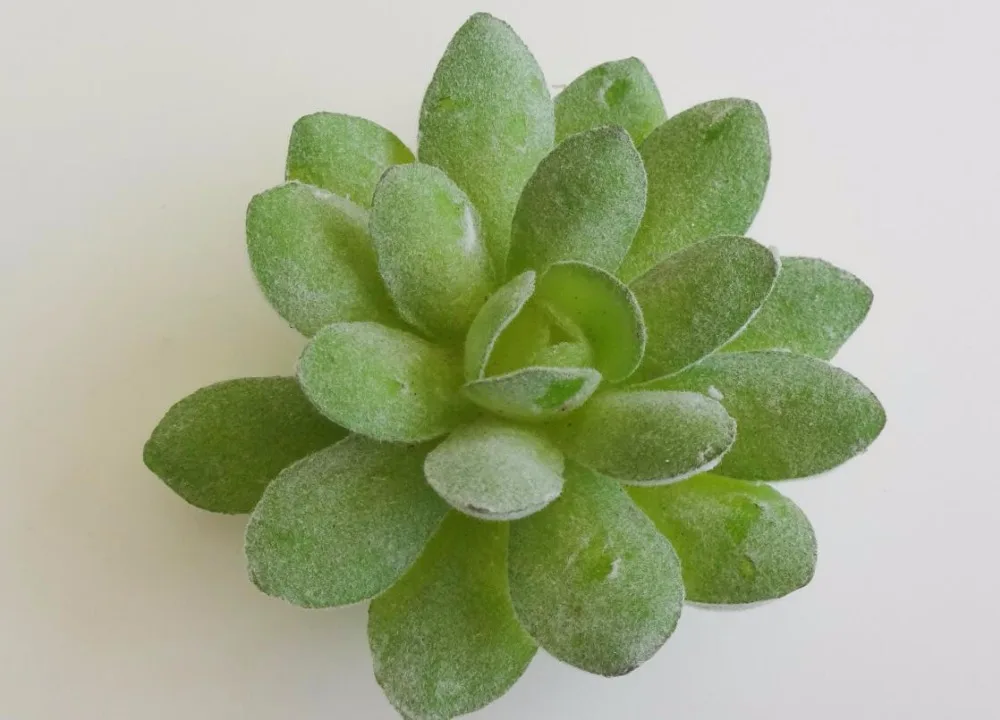 12 шт. держатель для карты из смолы суккулентных растений с номером меню свадьбы