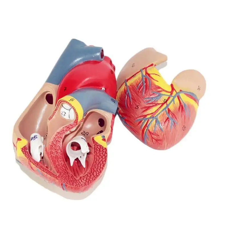 Человеческое Сердце анатомическая Анатомия медицинская модель вязка