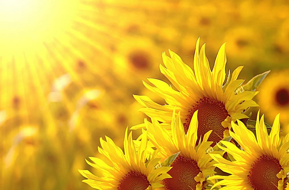 Топ Классический 3D Европейский стиль высокое качество индивидуальный Размер