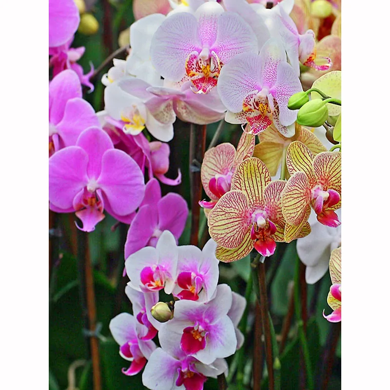 

Алмазная 5D Вышивка «бабочка» с орхидеей и цветами