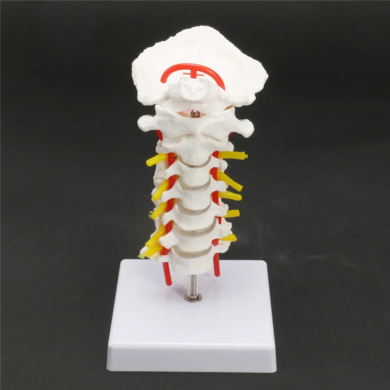 Life size human, skull skeleton Cervical Vertebra Arteria Spine Spinal ...