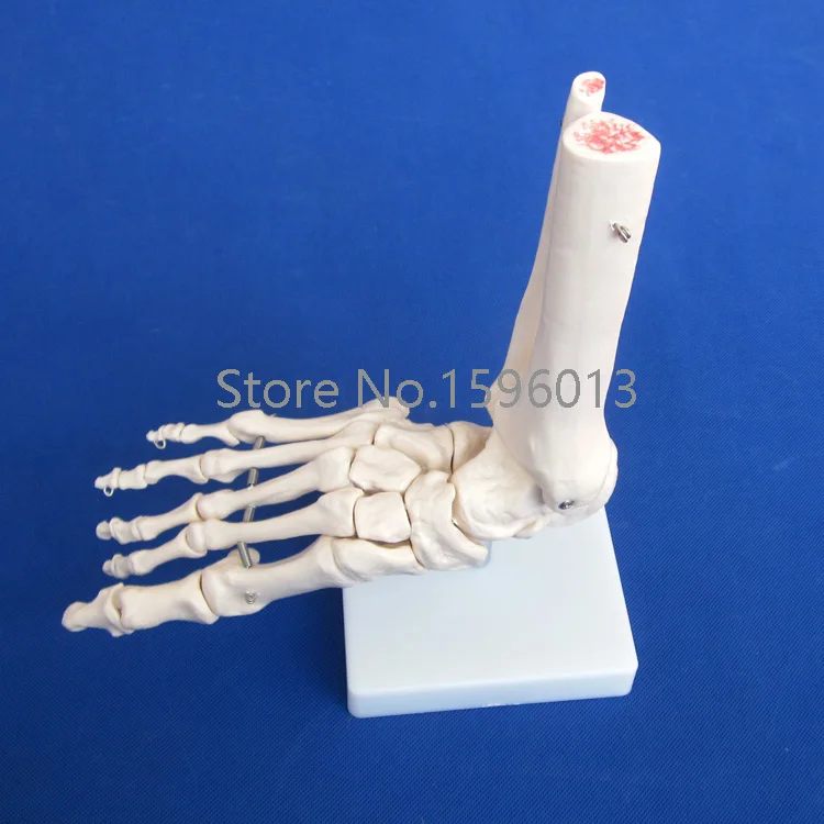 Популярная модель ножного сустава в натуральную величину скелета для ног|model