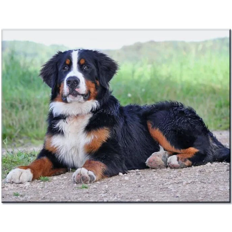Алмазная картина 5D Bernese Mountain вышивка собаки распродажа мозаика полностью