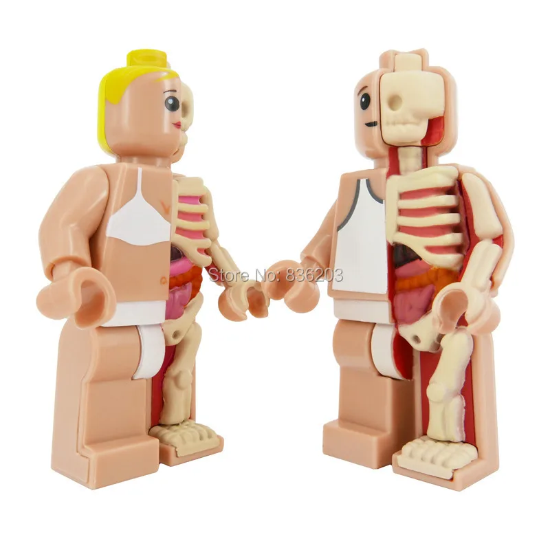 4D master vision Micro female Dissected figfunny анатомическая модель медицинская Джейсон Фрей Скелет Анатомические научные развивающие игрушки
