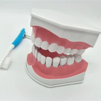demo can pull teeth mouth model teach children to brush teeth model with teethbrush