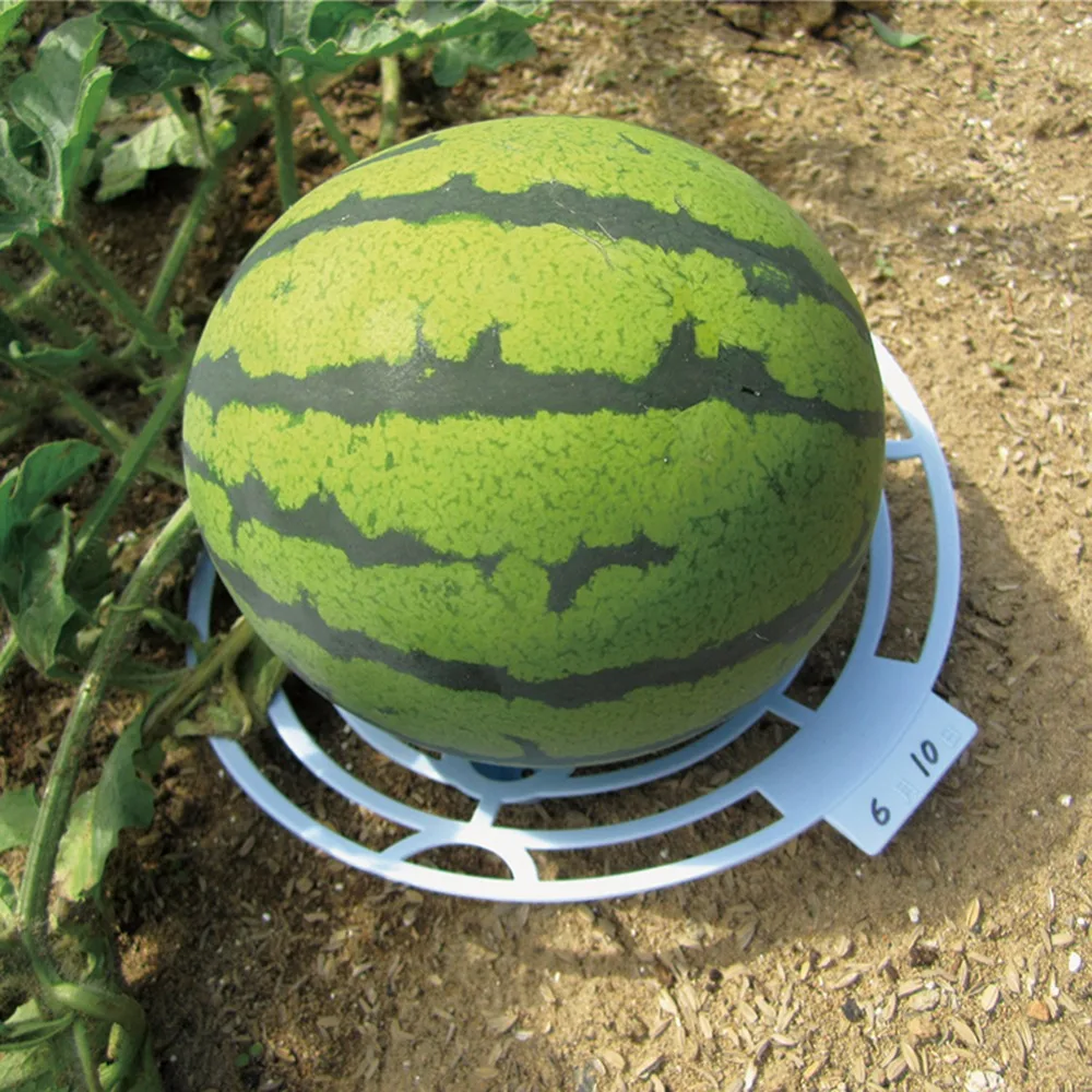 

Durable Multi Function Melon Squash Cradle Watermelon Cradle Plant Support Garden Support Protector for Watermelon