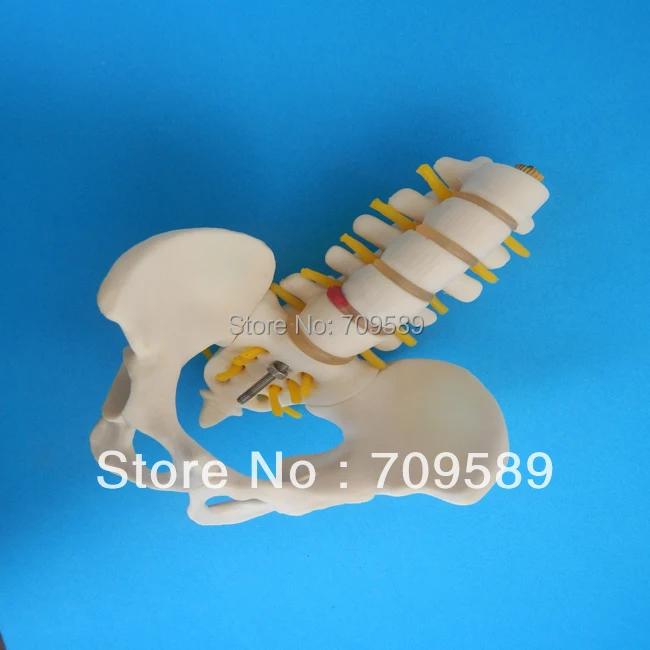 Таз среднего размера с 5 поясничными позвоночниками|pelvis|vertebral |