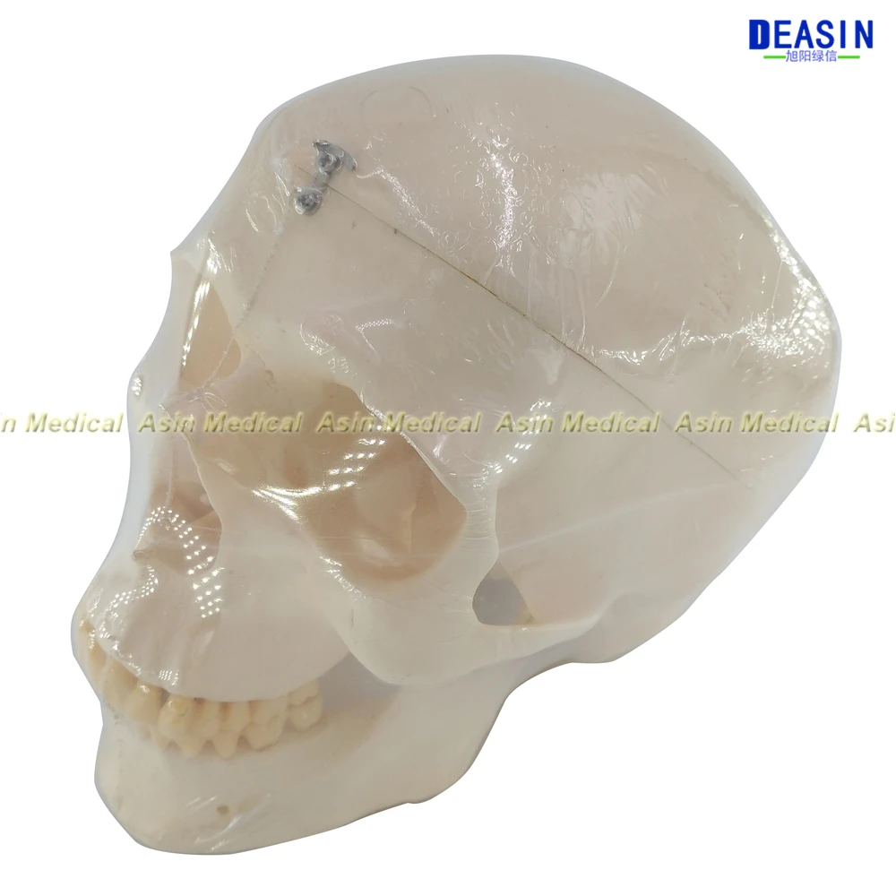 Deasin new  Dental  1:1 head Model  with teeth Medical Model  dentist learning model