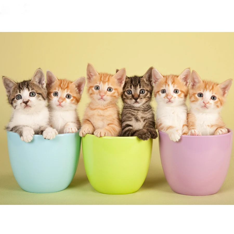 Алмазная вышивка 5D DIY алмазная живопись милые кружка с кошками мозаика Китти pet