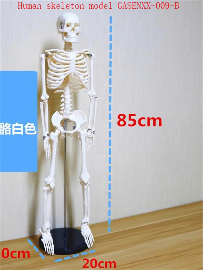 Медицина обучение позвоночника образец мозжечка кровеносные сосуды сердце