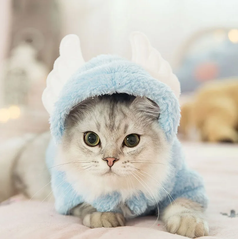 Котята милые домашние животные переодевания короткие голая кошка синий Кот