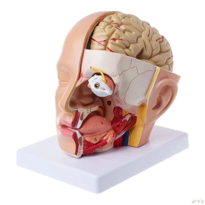 Human Anatomy Head Skull Brain Cerebral Artery Anatomical Model For Teaching material escolar L29K