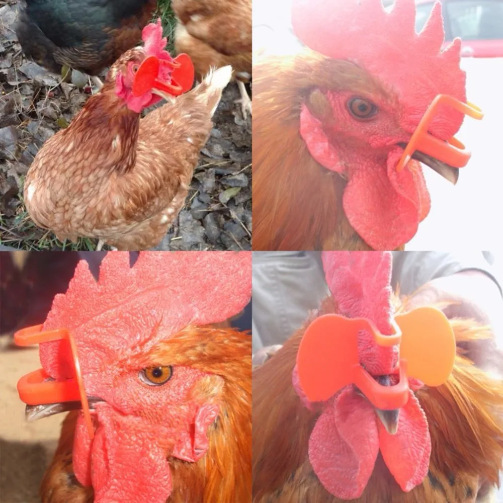 30 шт не Embol куриные очки без прищепки болт индейки фазан анти Пекинские птицы