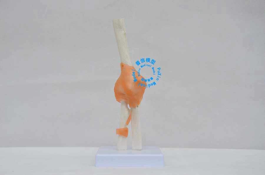 

Free shipping&Functional elbow model, ligament, medical, and joint model