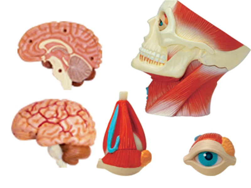 Cranioface 4d головоломка для сборки человеческого тела обучающая модель|Медицинская