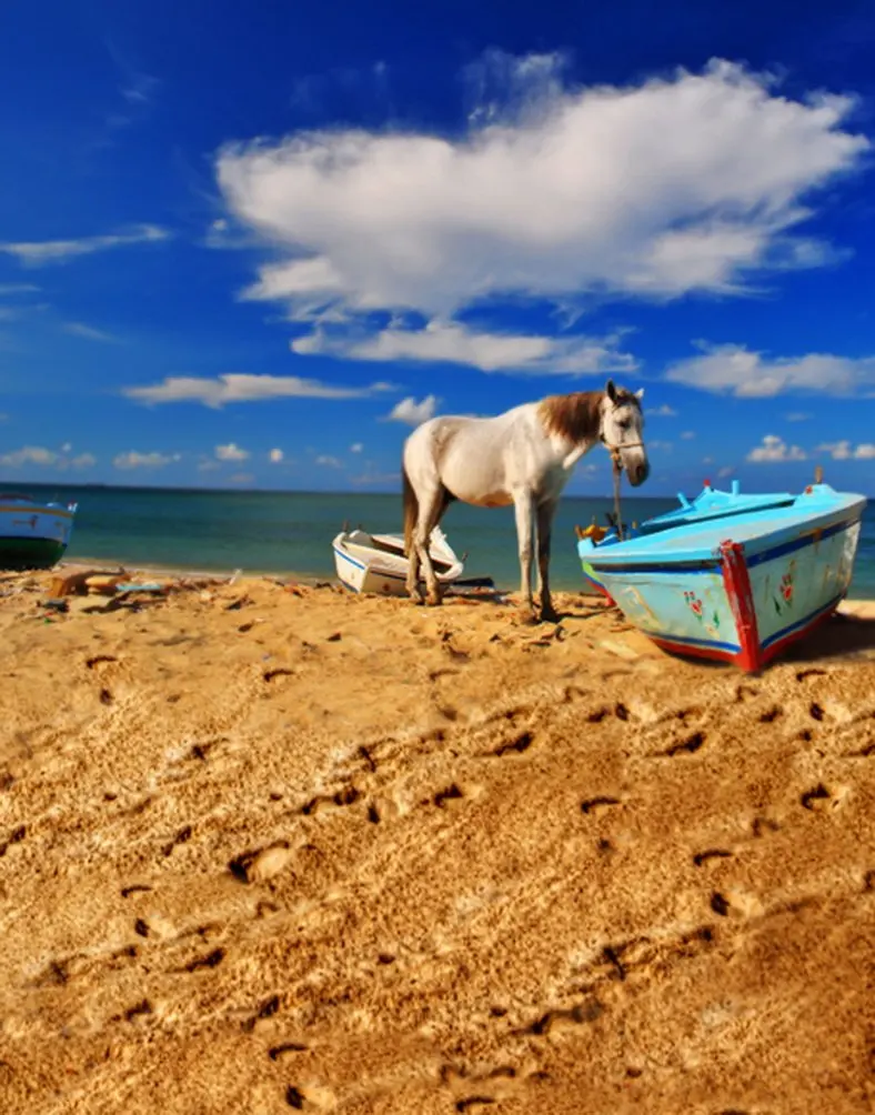 

5x7ft Horse Boat Blue Sky Photography Backdrops Photo Props Studio Background