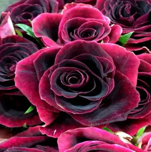 Алмазная 5D картина сделай сам Набор для вышивки крестиком декор Роза|Картины по