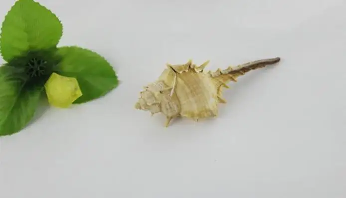 Раковины раковины белый коралловый ведьма Улитка аквариум украшения schelp kralen