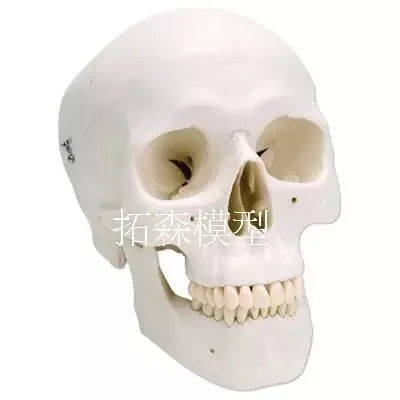 

Medical teaching model Painting Simulation human skull model 1:119*15*21CM free shipping