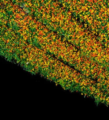 Декор для дома ремесла украшение DIY Модель трава травы костюхуа цвет 30 см * 20 1 | Дом