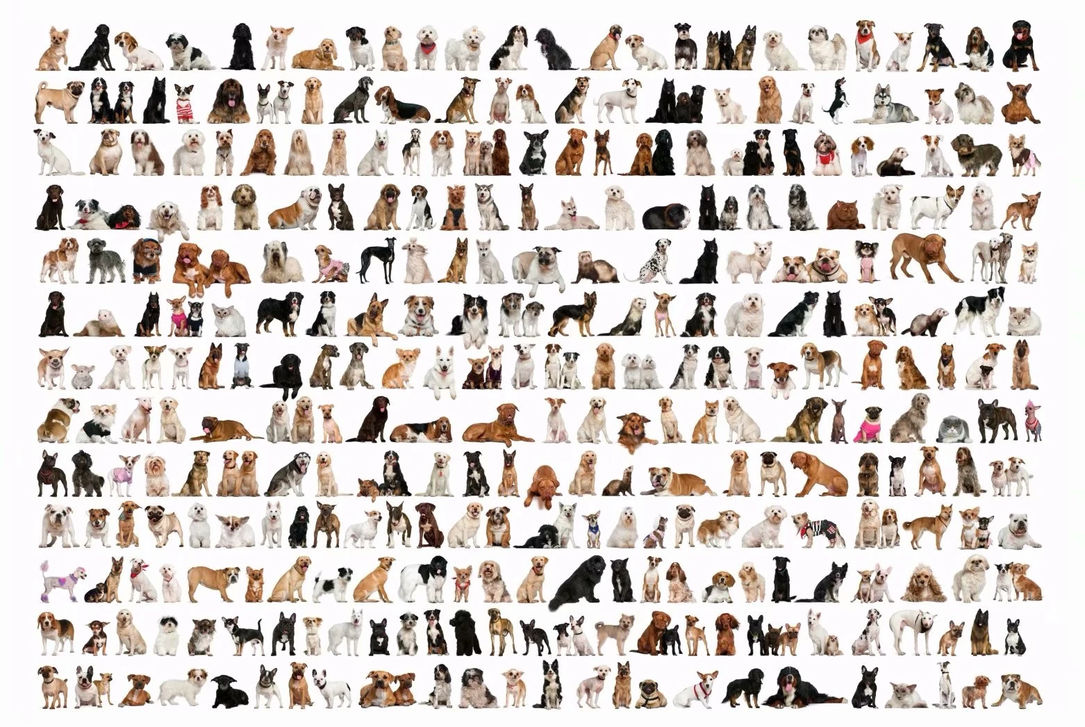 Kinds of Dogs MOMEMO виды собак головоломки 1000 шт. животных Рисунок взрослых 2 мм толстые деревянные головоломки Развивающие игрушки lля детей Подарки - Цвет: Kinds of Dogs