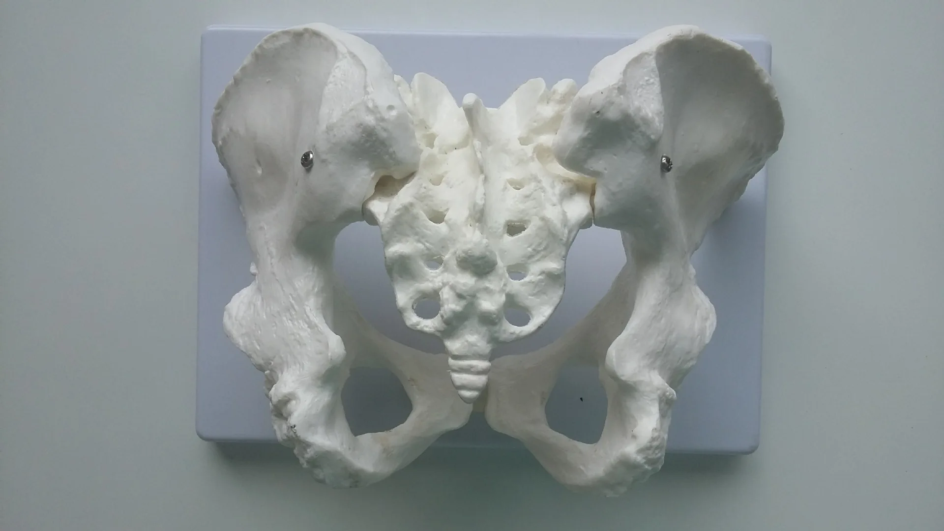 Жизнь Размеры женский тазом модель скелета человека Pelvis и анатомические