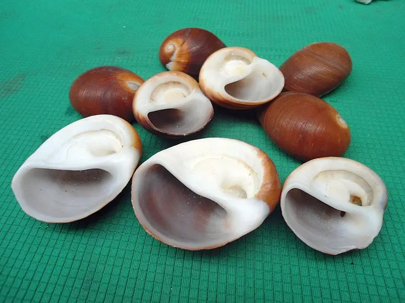 HappyKiss 2 шт./лот натуральные ракушки Hermit crabs molt carapaces Аквариум Украшение для