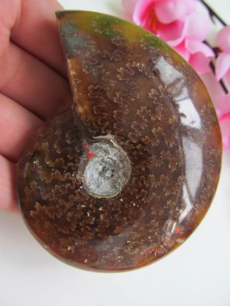 АА ++ L8 аммонит PRETTY NAUTILUS мадагаскарский ископаемый образец HEALING156g|aa|specimenaa d |