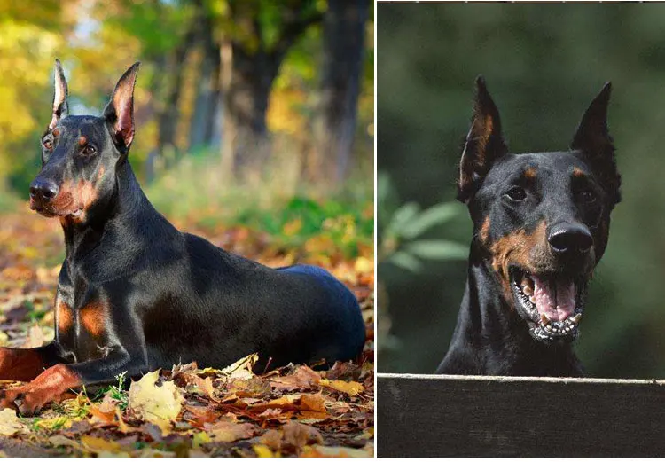 Декоративные подушки для животных, собак, cojines, льняные подушки Doberman Pinscher 45 см, диванные подушки для автомобиля