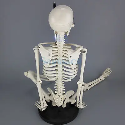 Физика мини-Анатомический скелет модель человека Постер медицинская помощь