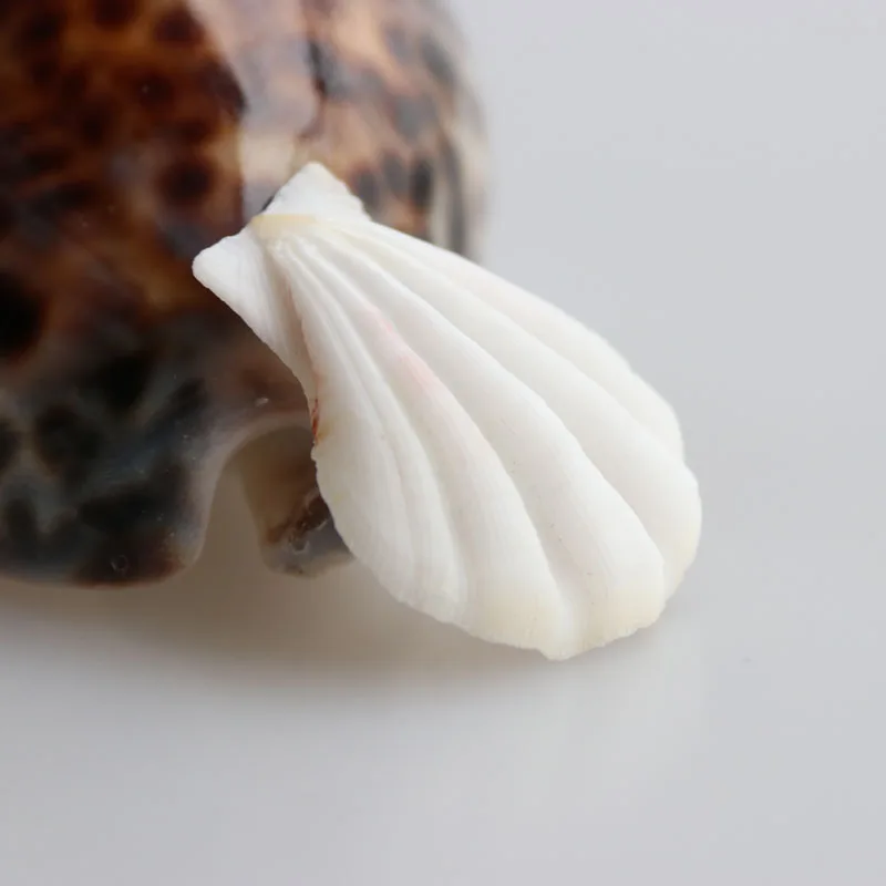 Бесплатная доставка (20 шт./лот) цвет толстый гребешок натуральная раковина и