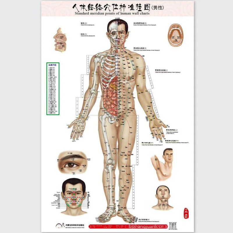 HD двуязычные мужские стандартные пункты меридиана человеческих настенных